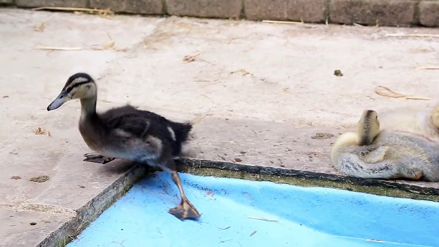 Our resident ducklings are growing fast!