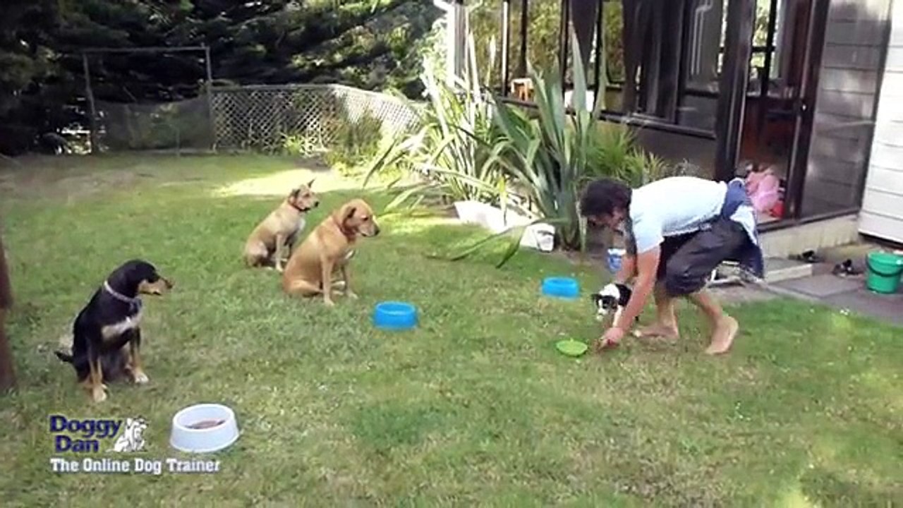 My Dog Training Philosophy - The Online Dog Trainer