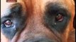 DOG BREED - Bullmastiff [ITA]