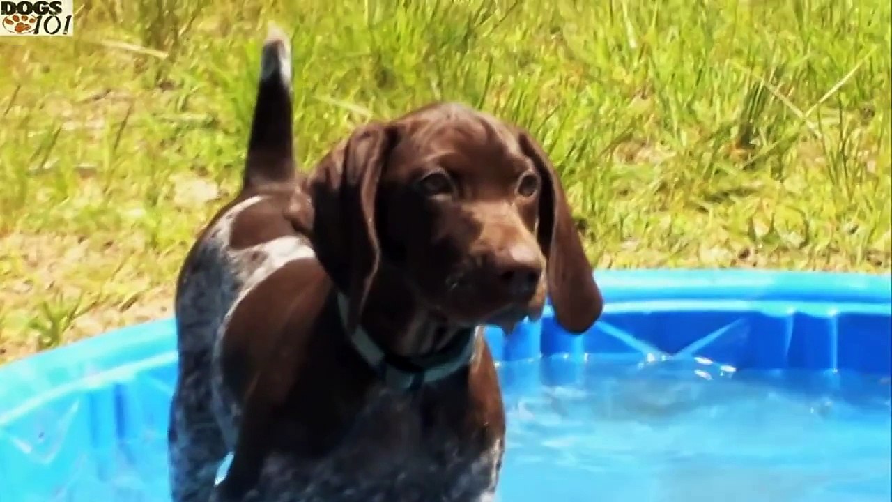 DOGS 101 - German Shorthaired Pointer [ENG]