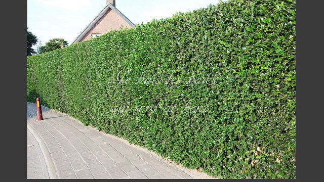 Je hais les haies (Raymond DEVOS)