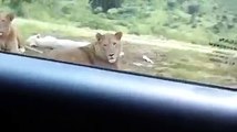 Lion Attack_This Would Be So Scary!!