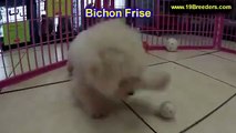 Bichon Frise,  Puppies For Sale, In Macon, Georgia, GA, 19Breeders, Athens,Augusta, Columbus