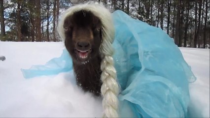 Let it Goat