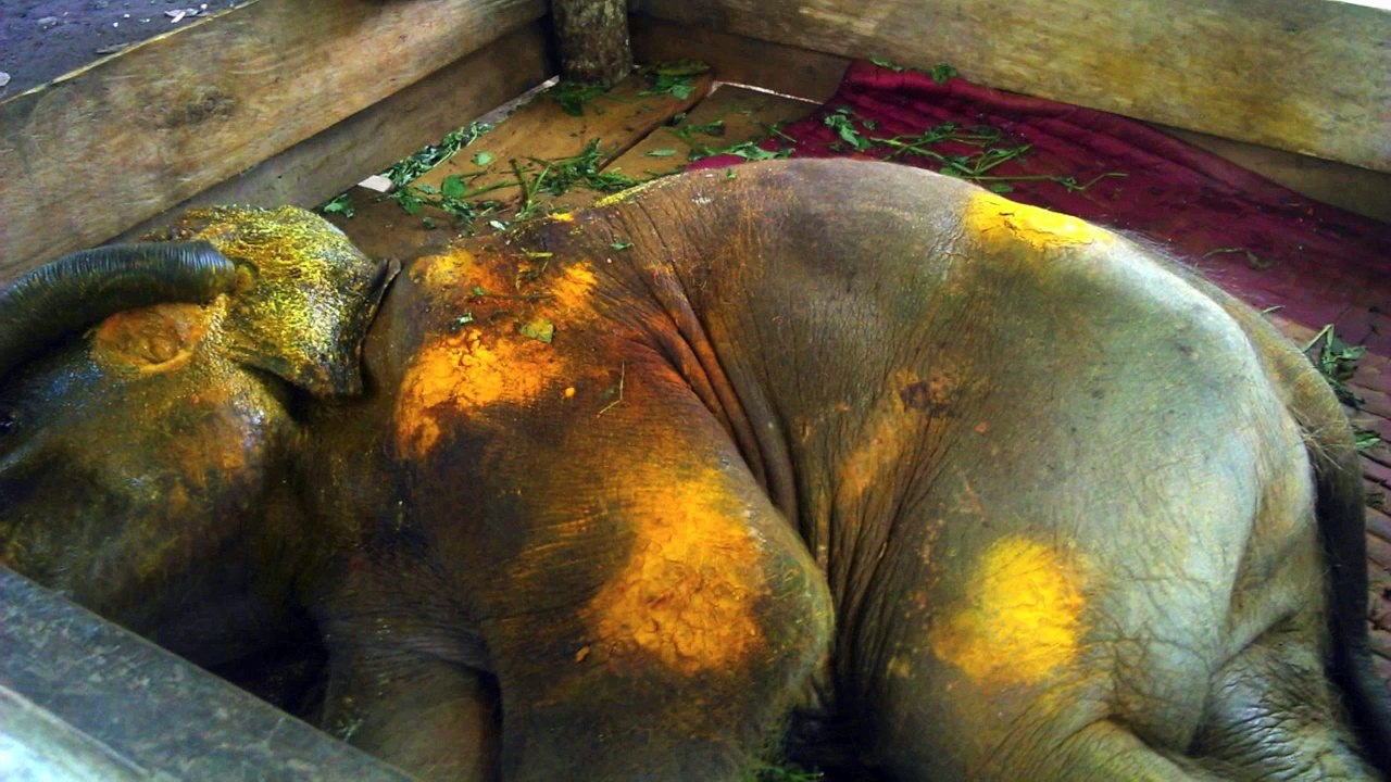 Elephant AGAM