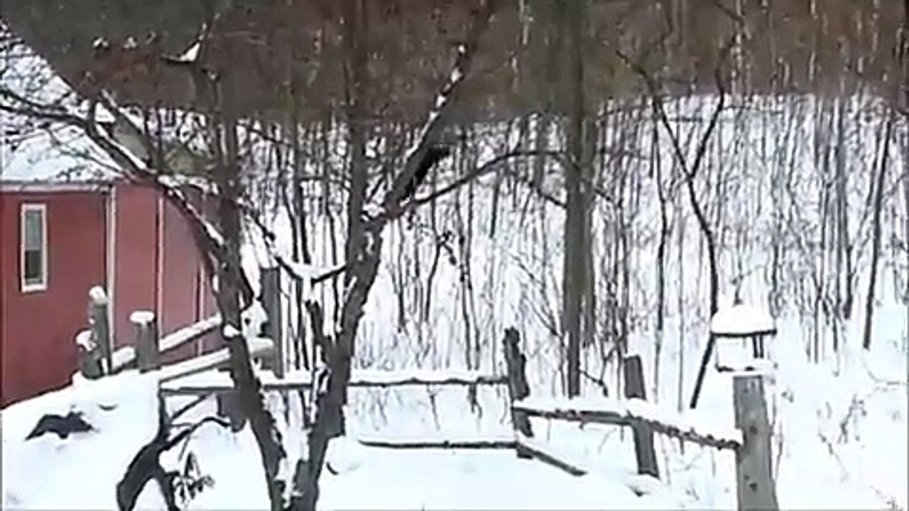 Cet Écureuil est ivre après avoir Mangé trop de Pommes Fermentées