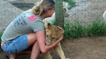 A young lady is getting mauled by two young lions