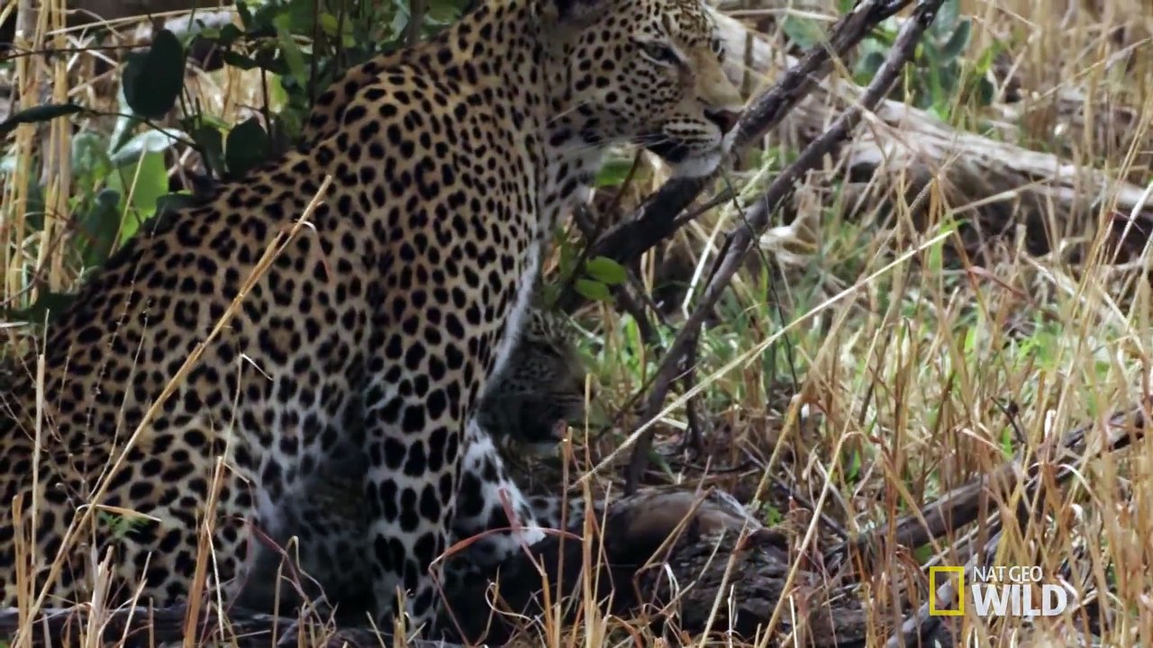 Leopard Siblings
