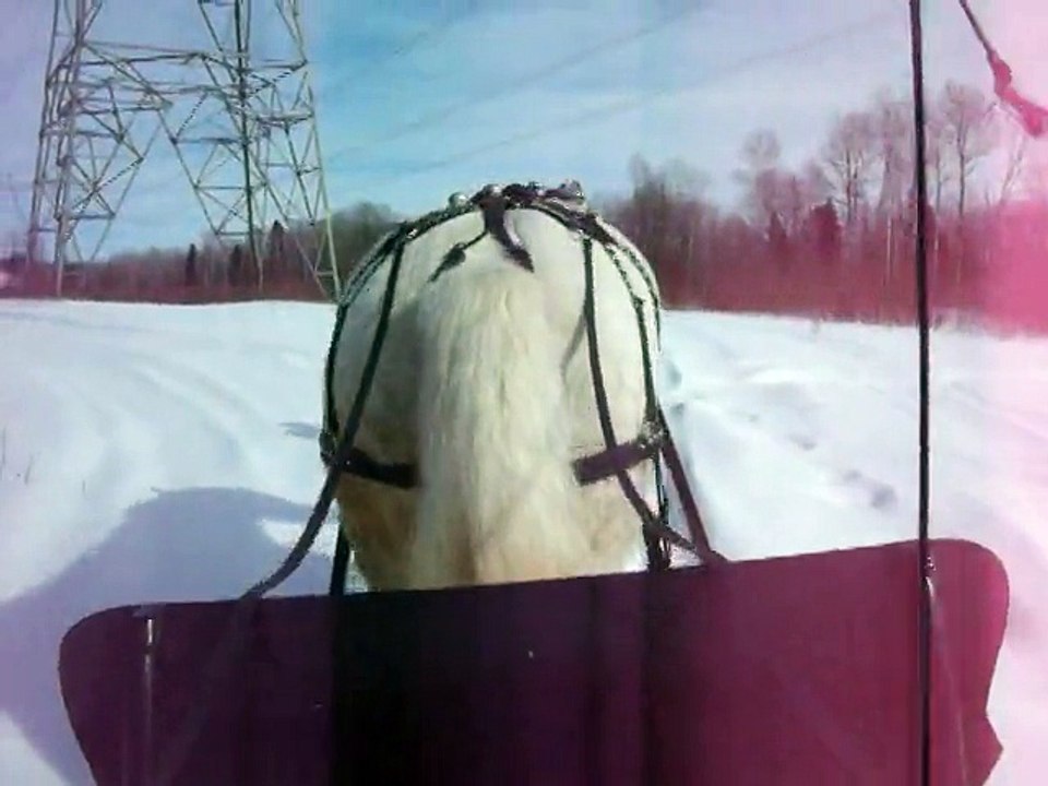 Mes chiens en traîneau