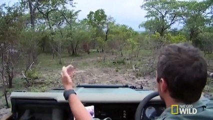 Safari Live_ Lions Hunt Down a Buffalo
