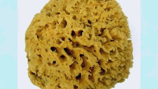 Unbleached Sea Sponge Soft Honeycomb 15.2-16.5cm 6-6.5 inches