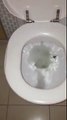 Reminder to self.. Always flush before using a toilet in Australia!!