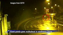 Giant panda goes walkabout in southwest China