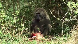 Baboon eating Baby Impala alive