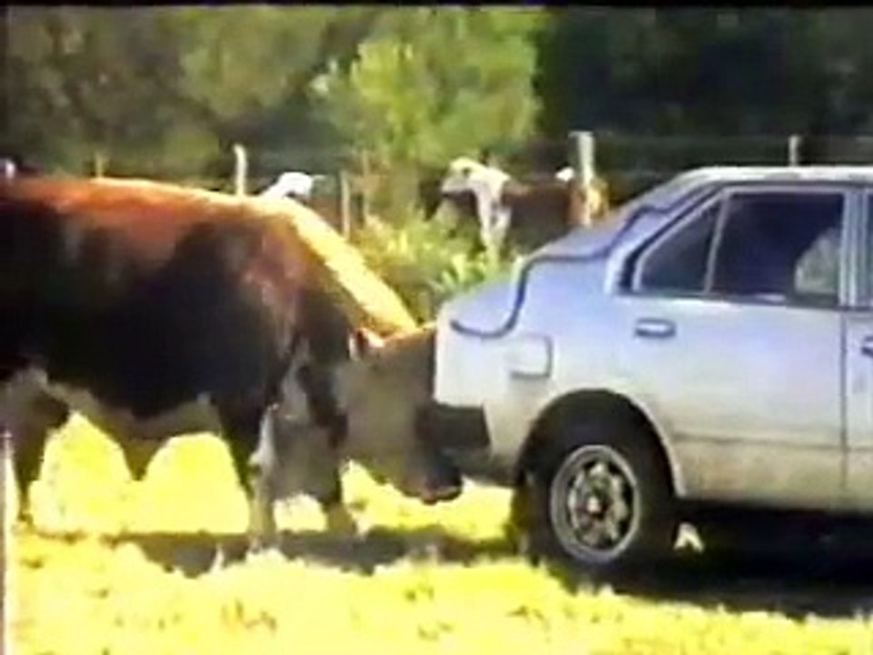bull vs car
