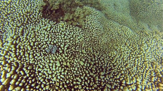 Scuba diving Ribbon Reef, Great Barrier Reef, Christmas Eve 2014