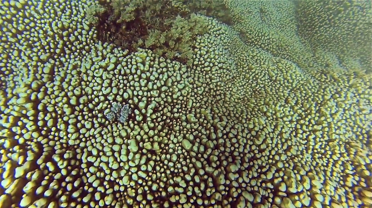 Scuba diving Ribbon Reef, Great Barrier Reef, Christmas Eve 2014