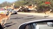 Cheetah Chases Impala Antelope Into Tourist s Car on Safari