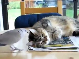 Good Morning - Funny Vid