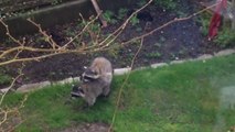 Un couple de ratons laveurs prend du bon temps sous les yeux des enfants!