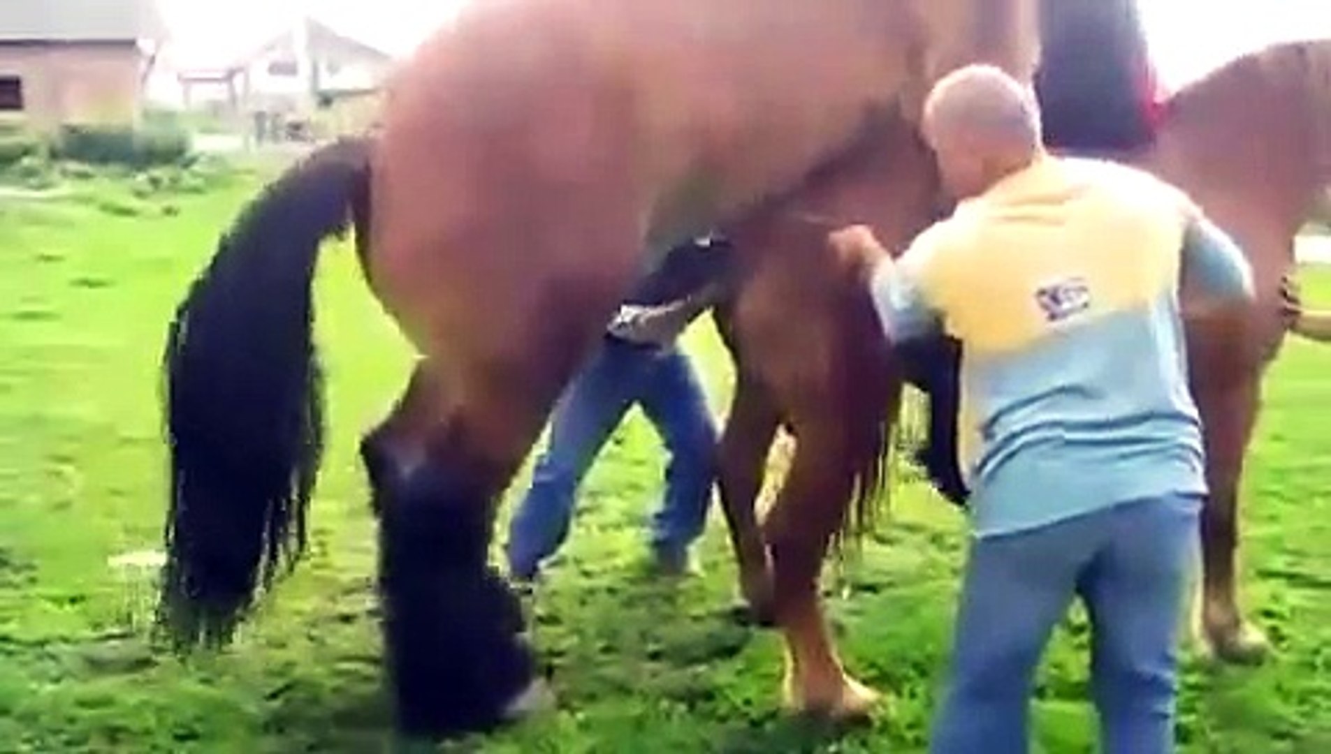 Tremendo Garrotazo de Caballo Macanudo- horse sex - video Dailymotion