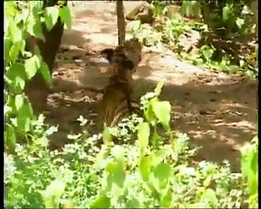 Funny Monkey Teasing Tiger.