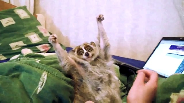 Лемуры - самые милые животные в мире!