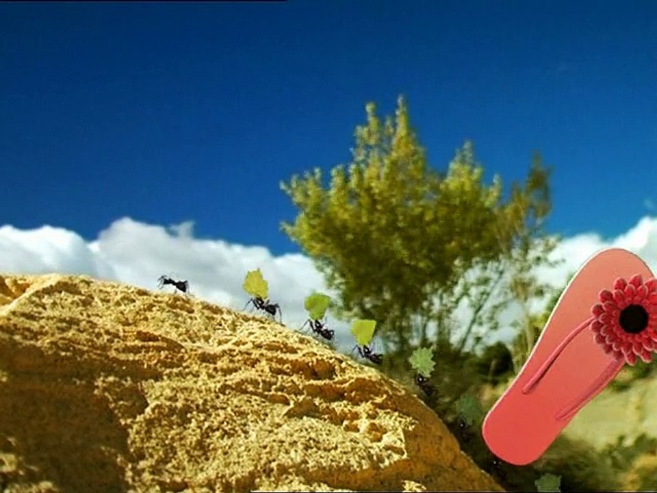 Minuscule : La Vie privée des insectes saison 1 E77 Fourmi Rose - Vidéo ...