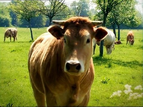 Minuscule : La Vie privée des insectes saison 1 E63 Mouche Bizarre