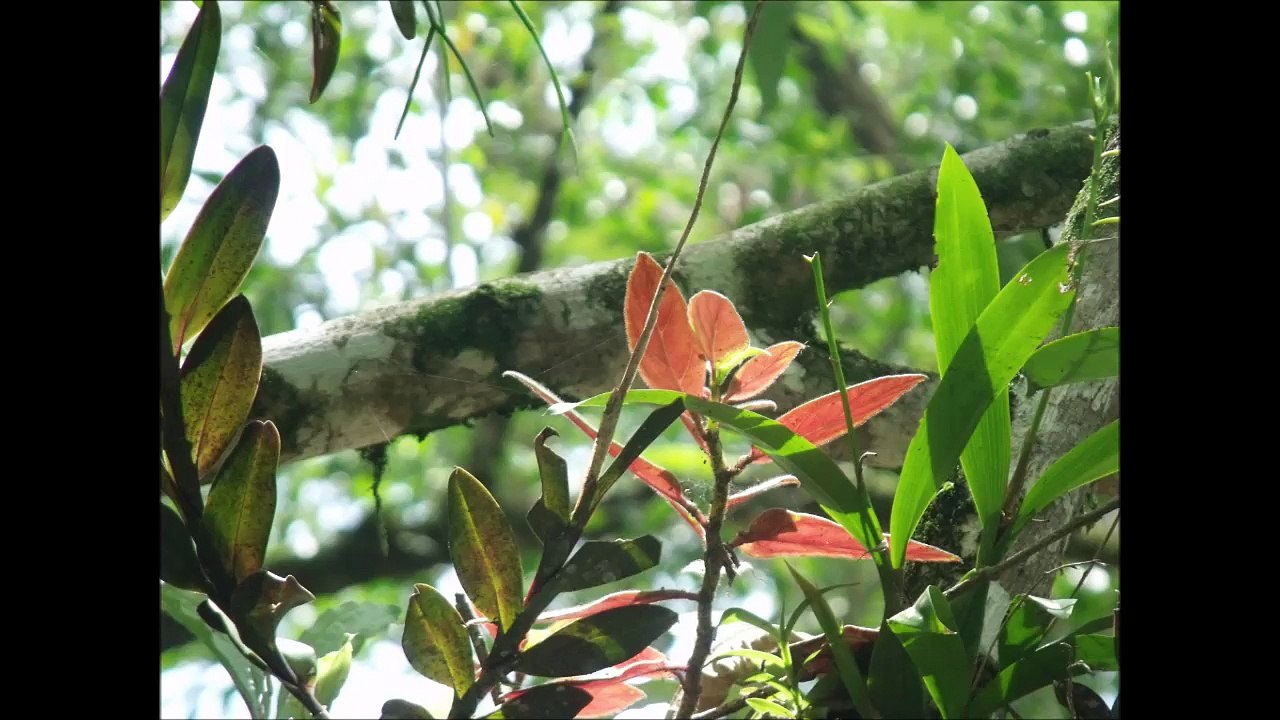 Agua azul y Campeche