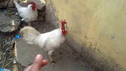 angry chicken video 720p