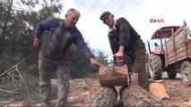 Zonguldak Emekli Madenci Ek Gelir İçin Ormanda Balta Sallıyor
