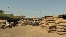 السودان يحقق أكبر إنتاج من المحاصيل الزراعية