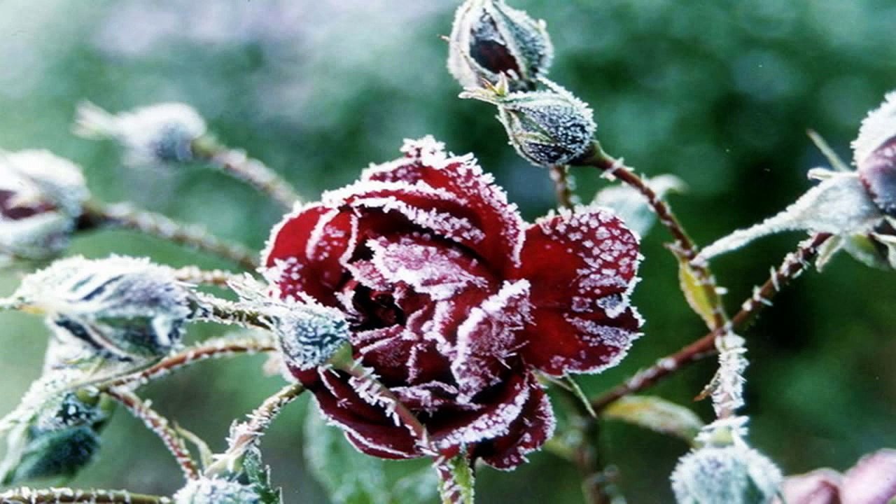 Winter Scenes 2 (PP)
