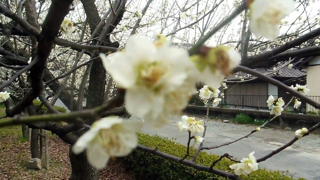 White Plum Blossoms in Japan