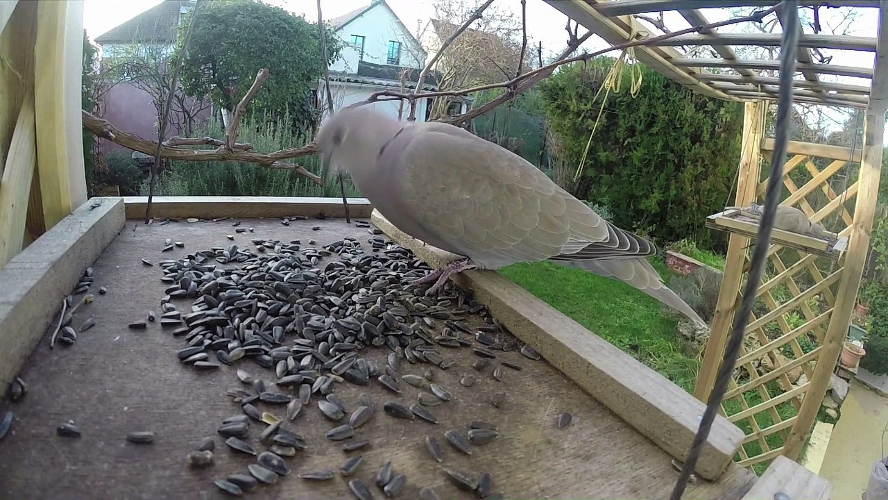 BirdLab : Mesdemoiselles les tourterelles