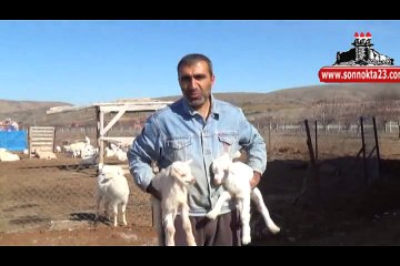 DÖRDÜZ DOĞURAN KEÇİ