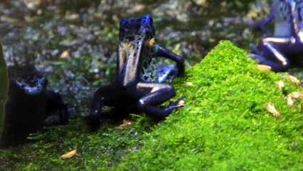 Mavi Zehirli Ok Kurbağası