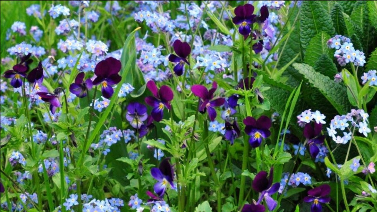 Eleni - Wiosno to ja