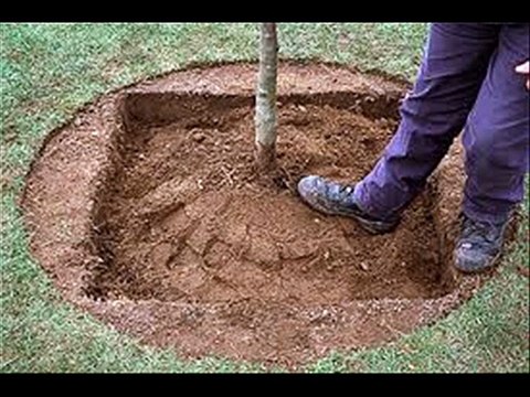 TREE PLANTATION KA TAREEQA BY DR.ASHRAF SAHIBZADA