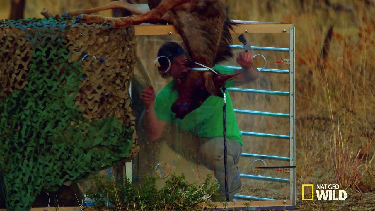 Wildebeest Puke