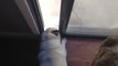 Zoe the Pug Squeals at the Sliding Door