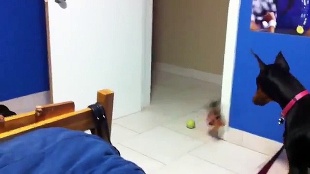 amazing funny dog prank