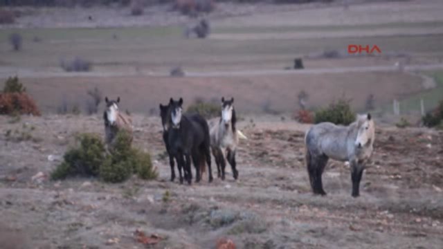 Tavşanlı Osmanlı Atları Değil, Yılkı Atları