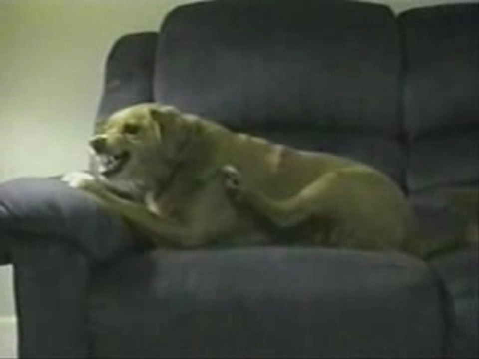 Crazy Dog