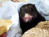 Une chauve-souris mange une banane