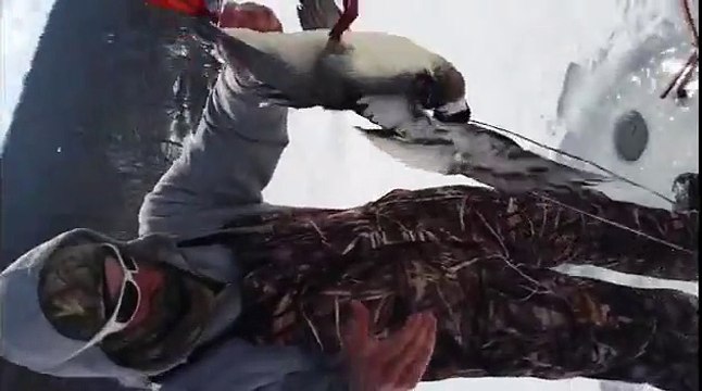 Un pêcheur sur glace fait une drôle de prise