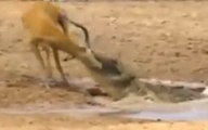 OMG a crocodile hunts deer