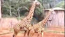 Animal Mating   Girafas   Zoo    Animal Mating Live   Animal Mating Live 2014
