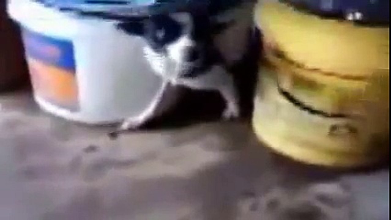 Dog   Laindi small   are Tolerate Having big   How MATING in Fun Legs dog MATING Dogs Lovely She Rea